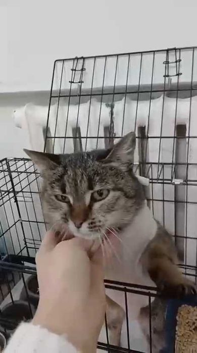 Кошечке нужен дом! Срочно!