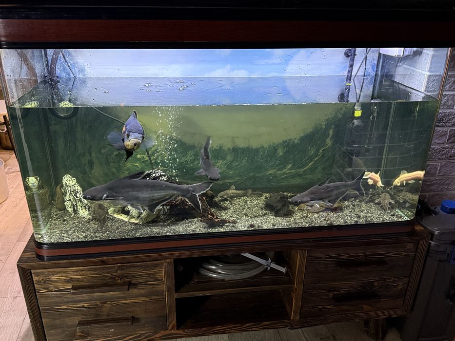 Продам рыбу аквариумную Пангасиус (акула)