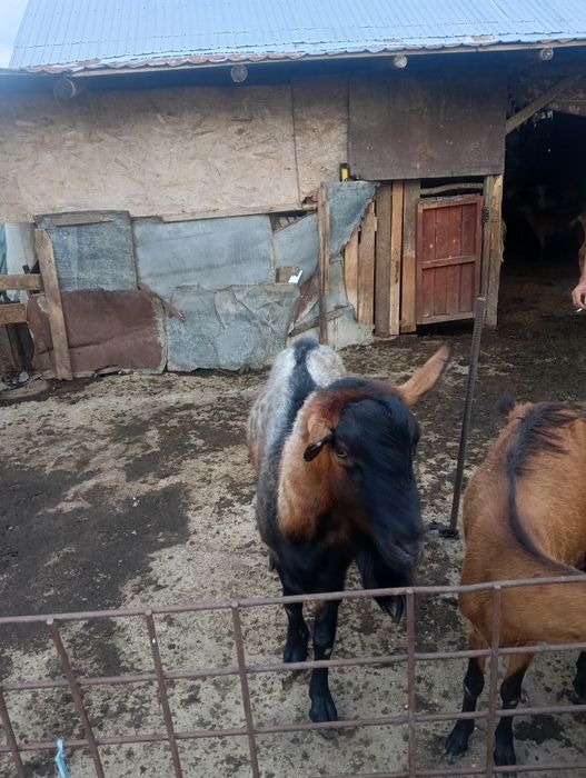 Vând țap alpin 1500lei negociabil