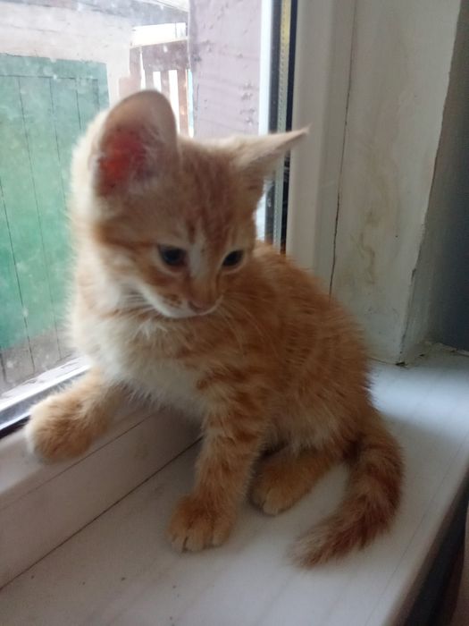 Отдам котят   в хорошие руки
