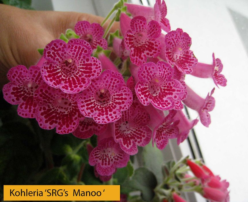 Kohleria , 8 butasi cu Radacina -culori mixte