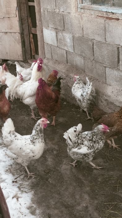 Инкубационное яйцо