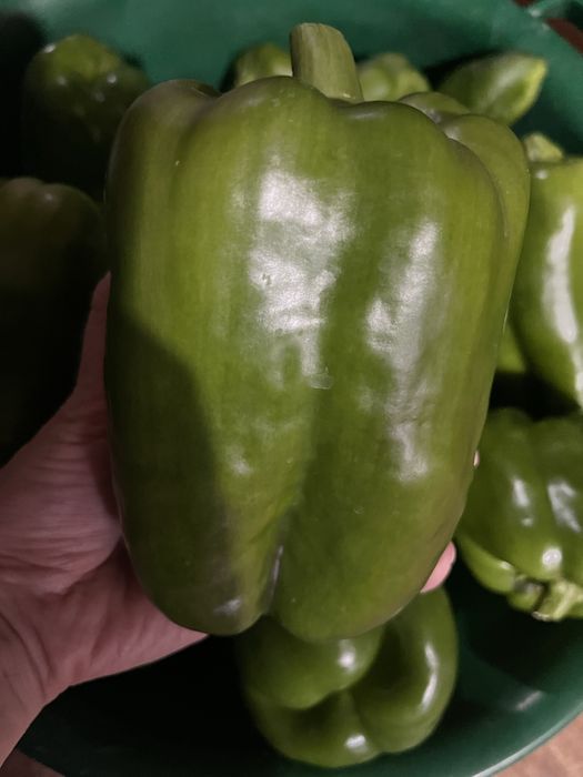 Продам сладкий болгарский перец