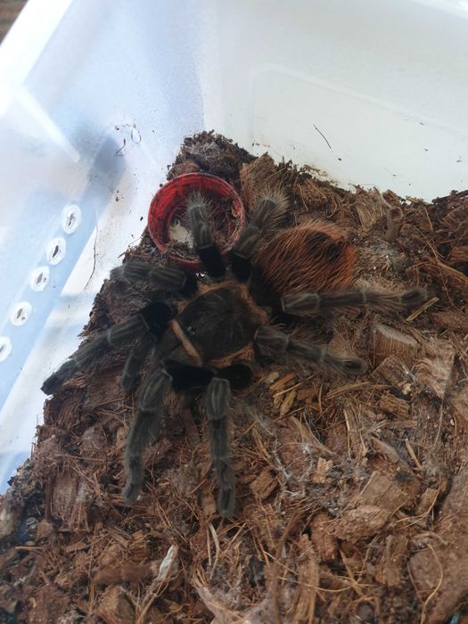 Пауки птицееды. Продаю