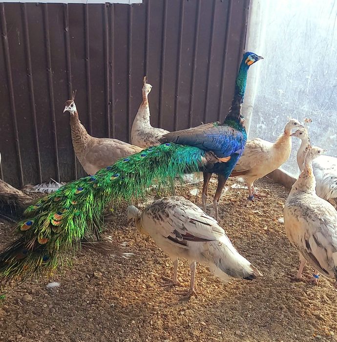 Mascul paun Verde,Java-Muticus !