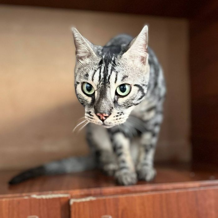 Mushuk Bengal TEKINGA Beriladi !