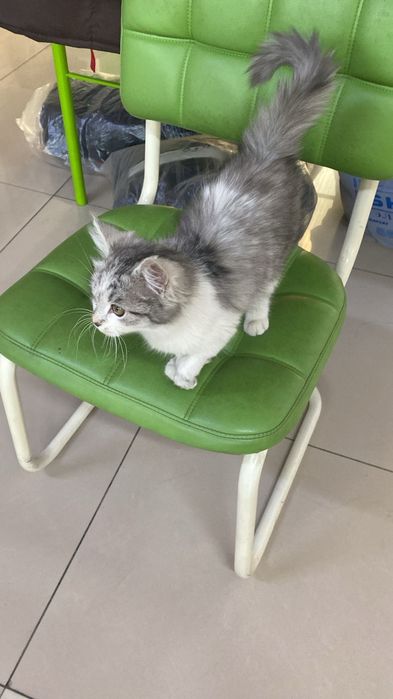 Отдам котенка в добрые руки