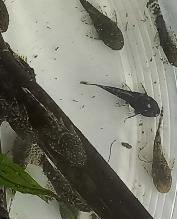 Сомики анциструсы