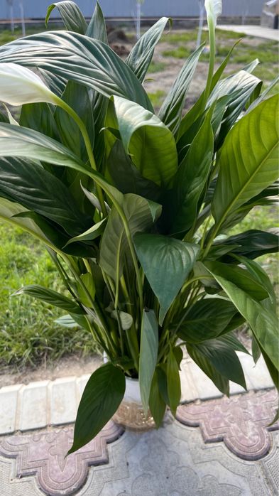 Комнатные цветы, бөлме гүлдері