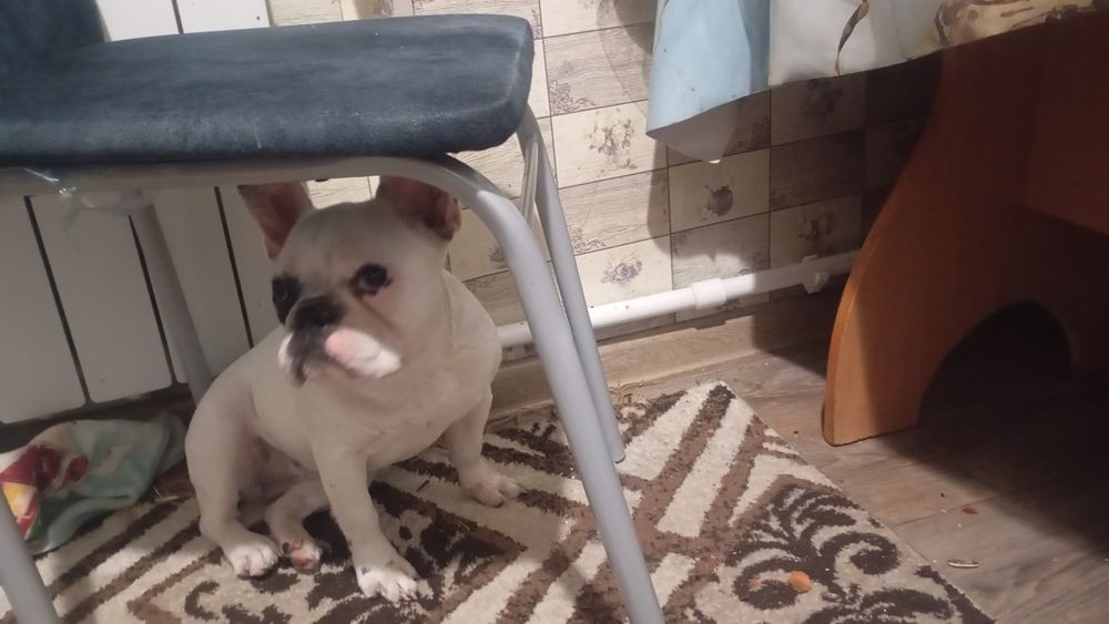 Девочка ищет жениха