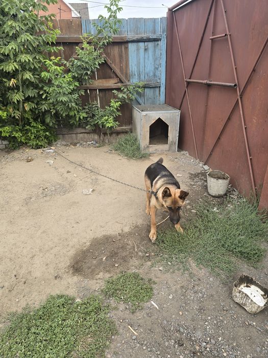 Продам немецкую овчарку