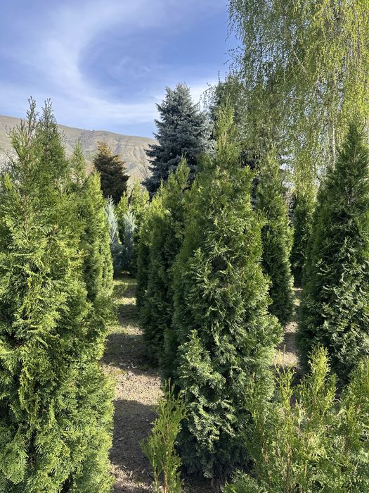 Туя западная Смарагд