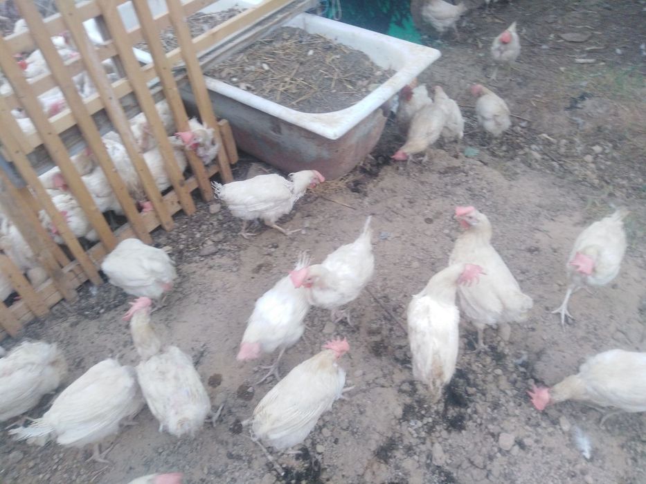 Oq nesuchka tuxum beradi hali