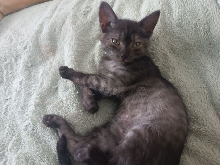 Котенок девочка бесплатно