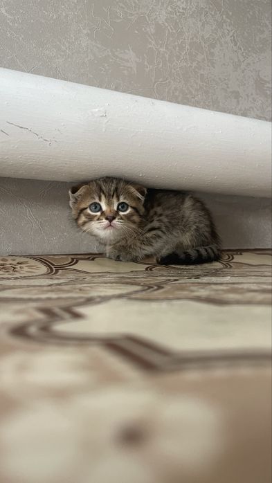 Продам котенка мальчик