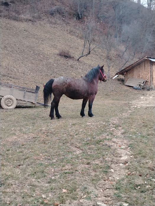 Vând mânză de 3 ani jumate