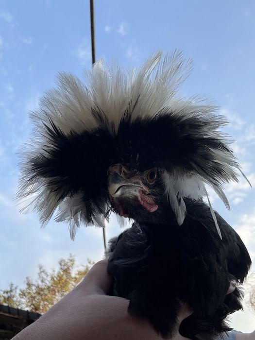 Cocos olandez moțat