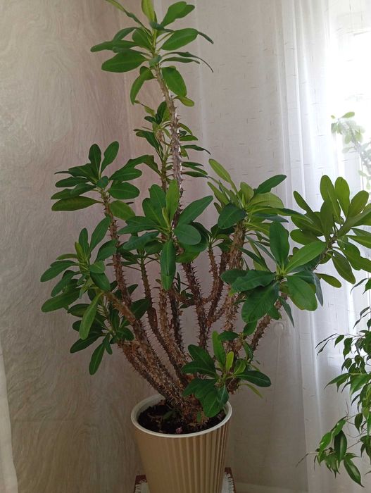 Молочай крупноцветковый  Миля