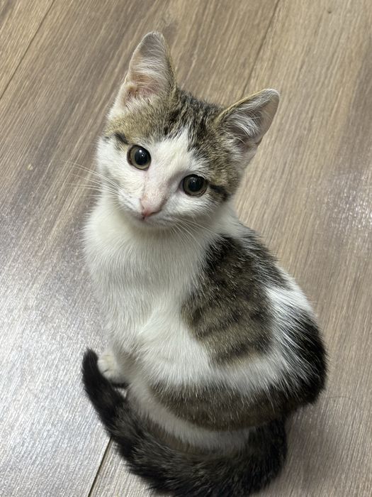 Котенок мальчик (4-5 мес)
