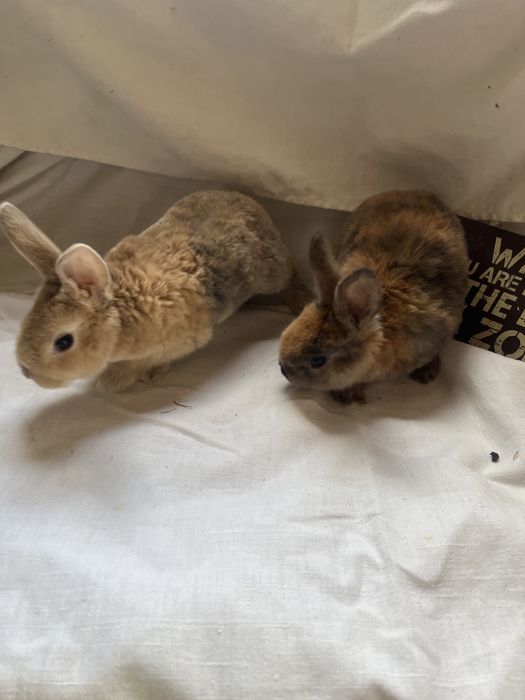Iepurași Holland Lop și Rex pitic ! Citiți descrierea anunțului ...