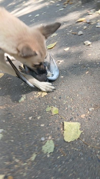 Отдам собаку, срочно