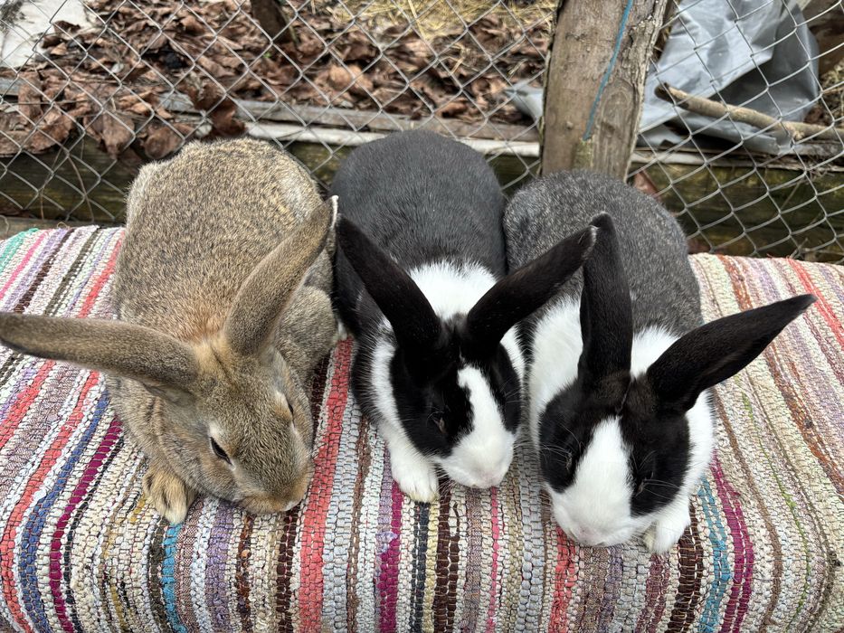 Iepuri hycole francez!