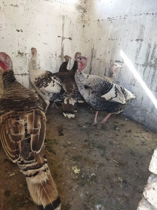 Продам куры домашние
