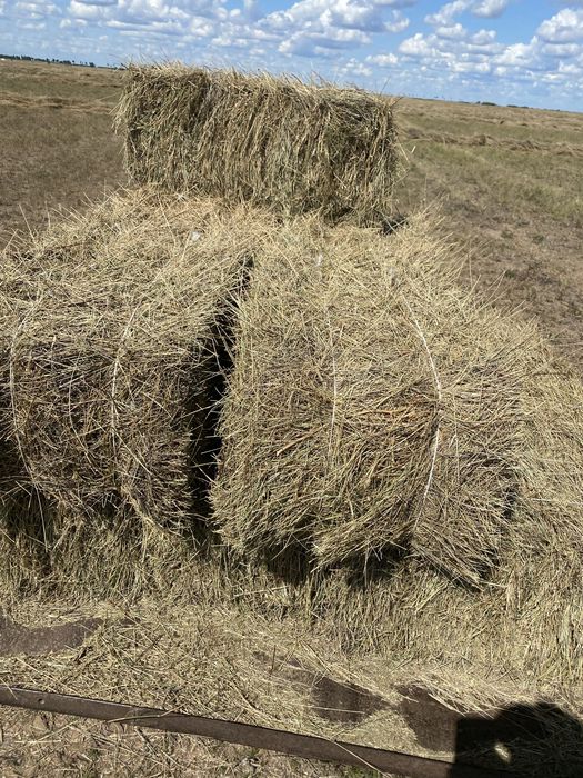 Продам сено в тюках и в рулонах