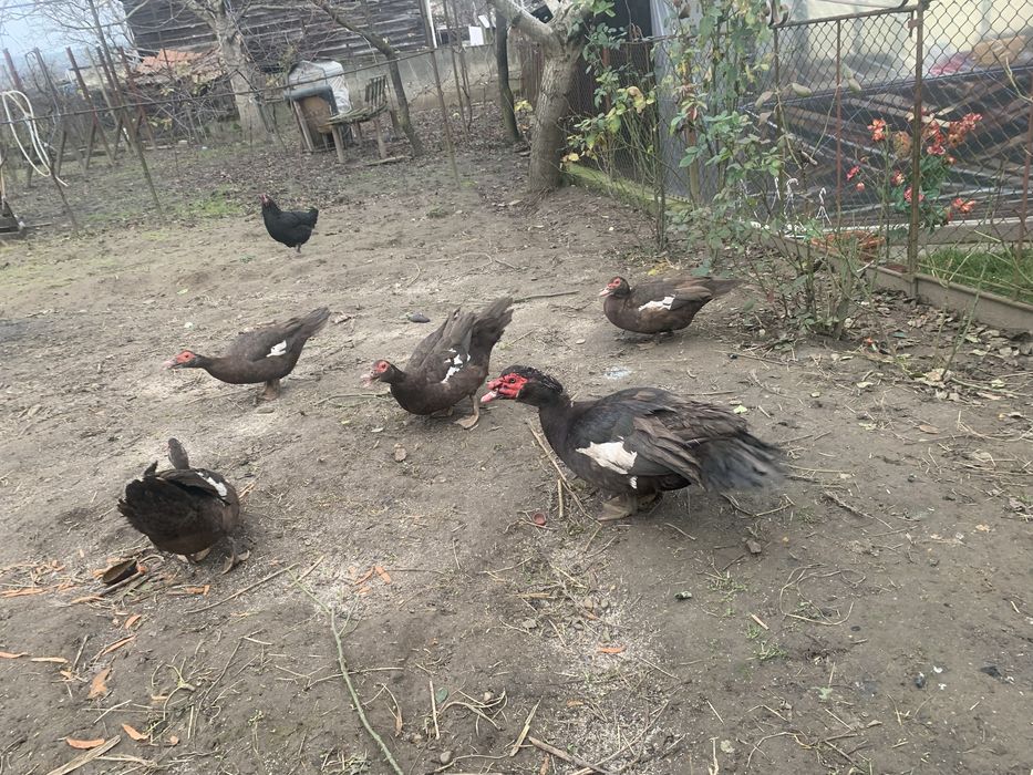 Rate lesesti ciocolatii