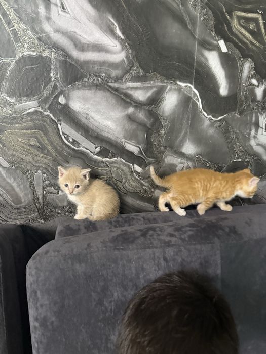 Отдам котят всех мальчики