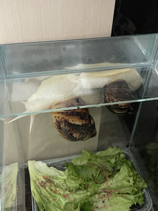 Улитки ахатина 2 штуки