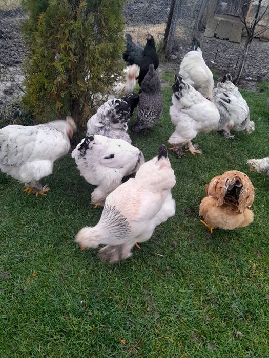 Vînd puici si gaini de anul trecut tot ce se vede este de casa