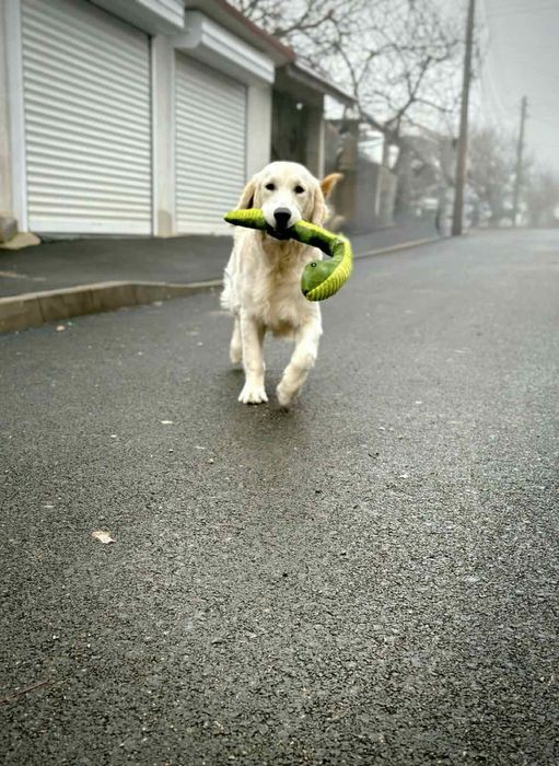 Подарявам Голдън Ретривър