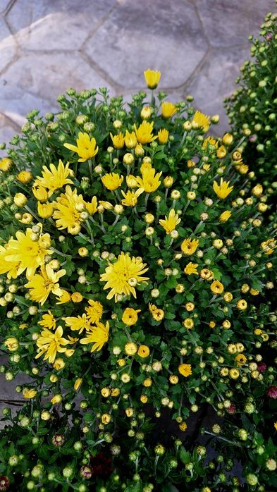 Crizanteme la ghiveci