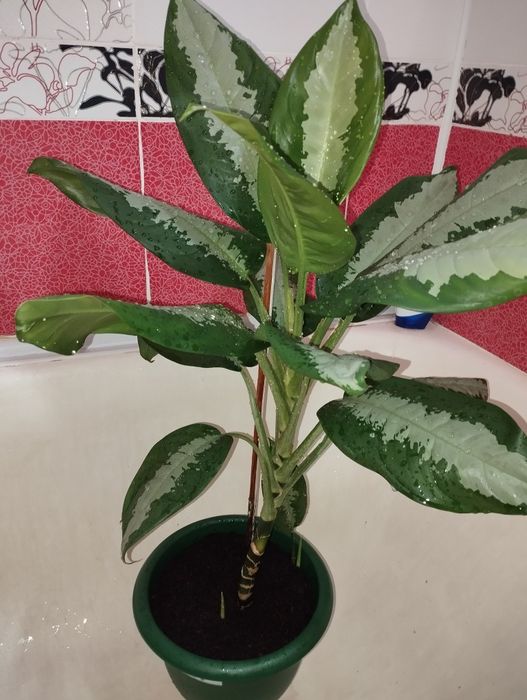 Продам цветок Аглаонема