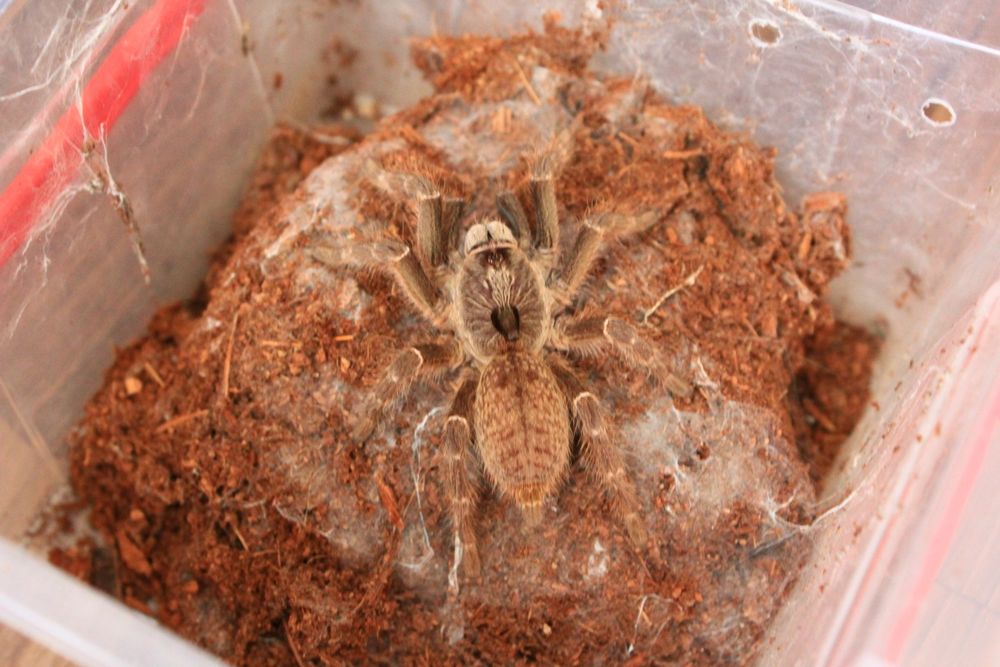 Vand tarantule vii și tablouri