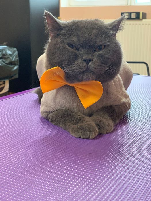 Salon tuns caini  si pisici-Frise Grooming&Pet Shop