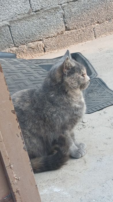 Skotish fold mushuk sotladi srochna