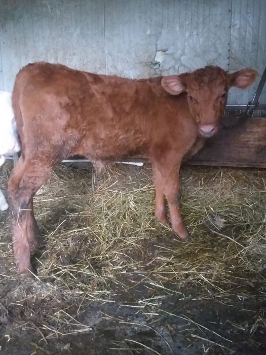 Vand vitel rasa Angus