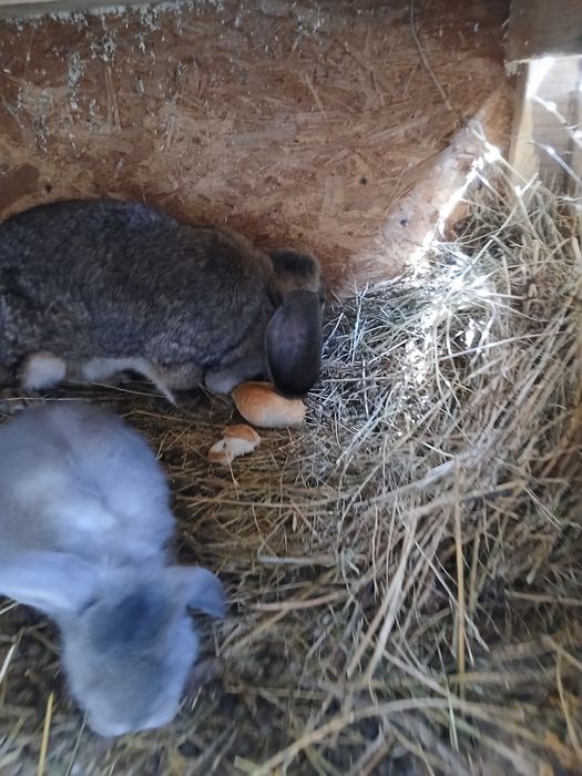 Vând iepuri berbec german