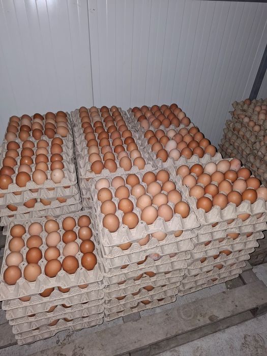 Distribuție oua proaspete