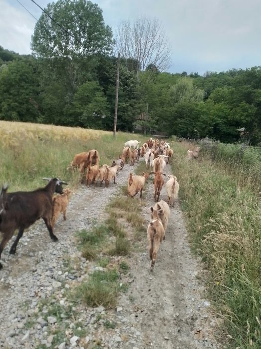 Iezi Anglo-nubieni castrați și necastrați  pretabili montă