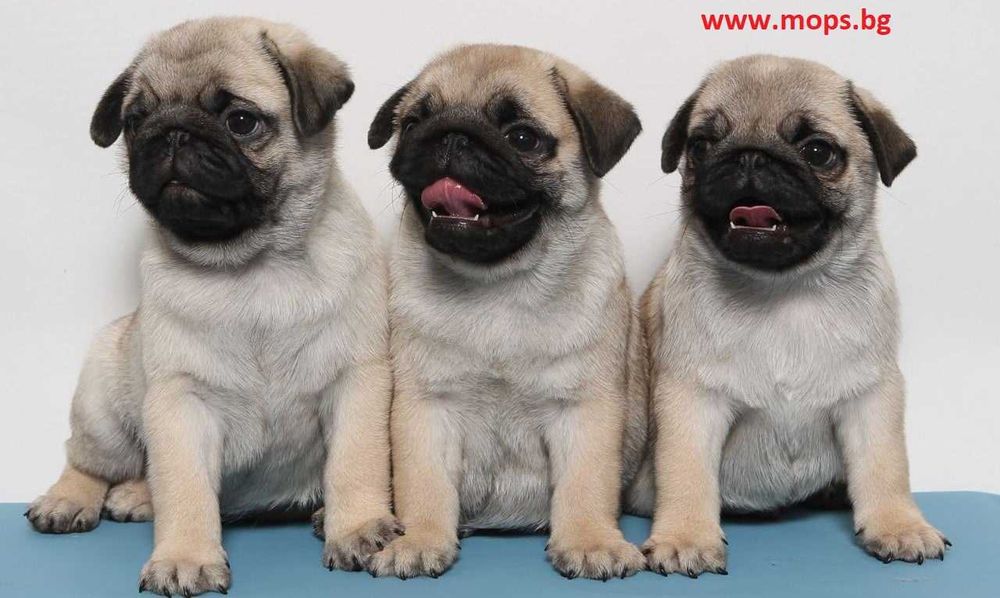 Бебета Мопс чистокръвни с родословие от Мопс България ООД