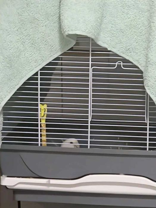 Vand pereche agapornis (lovebirds) cu varsta de un 1 an