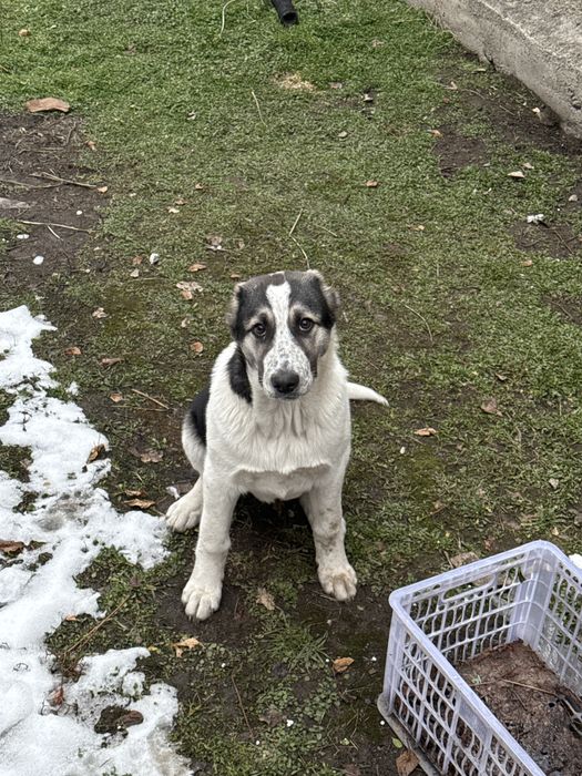 Ищем хозяев для алабая