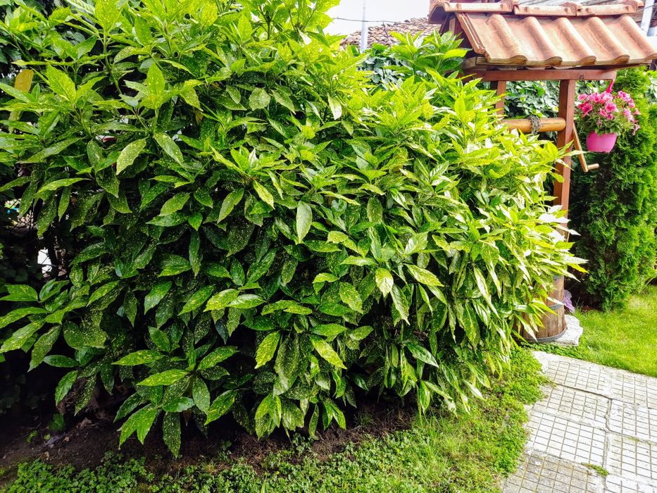 Японска - Аукуба