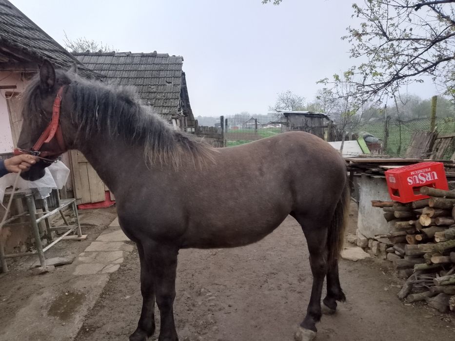 Manza blanda de 10 luni