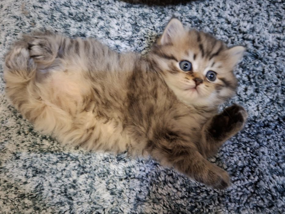 Britan sotli mushuk oʻgil bola sotiladi