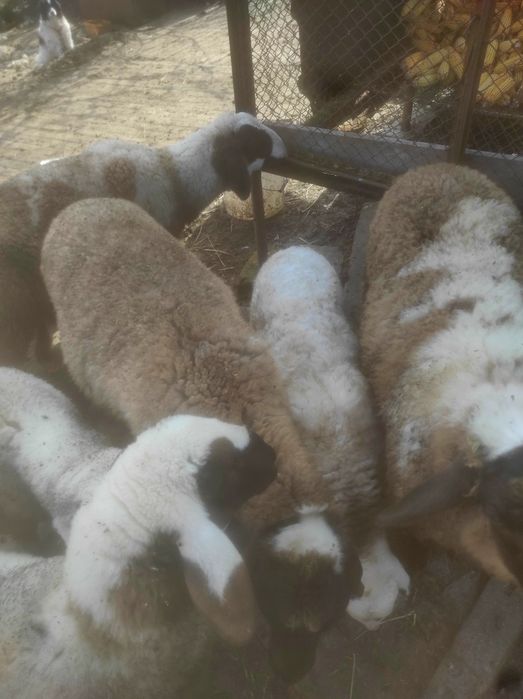 Продавам 16 броя Овце