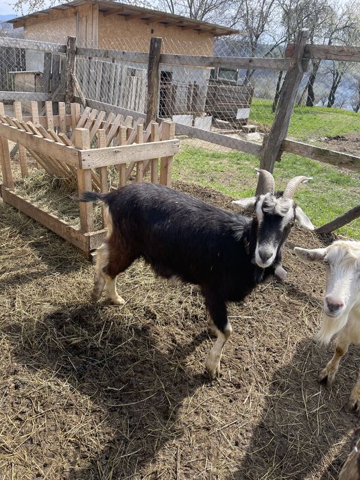 Capre de vanzare , una a făta  mai multe detalii la telefon